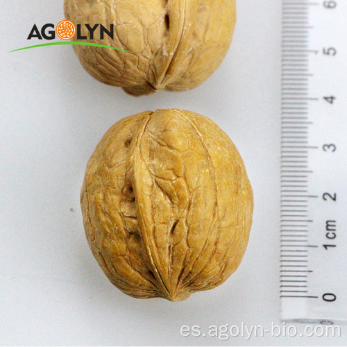 Nueces crudas de la piel delgada de grado superior de Agolyn con cáscara